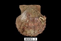 藏品(法爾海扇蛤)的圖片